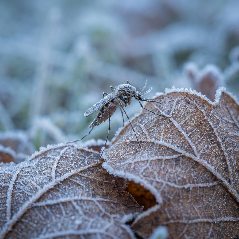 Why Do Mosquitoes Die Off in Cold Weather? The Science of Diapause